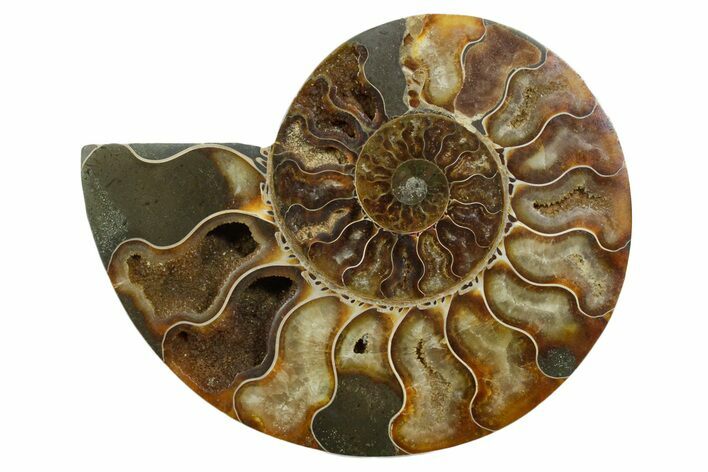 Cut & Polished Ammonite Fossil (Half) - Madagascar #347556
